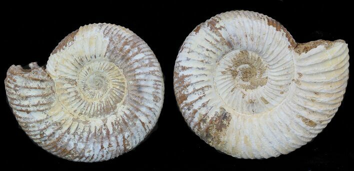 2 1/4" Perisphinctes Ammonites Fossils - Madagascar - Photo 1
